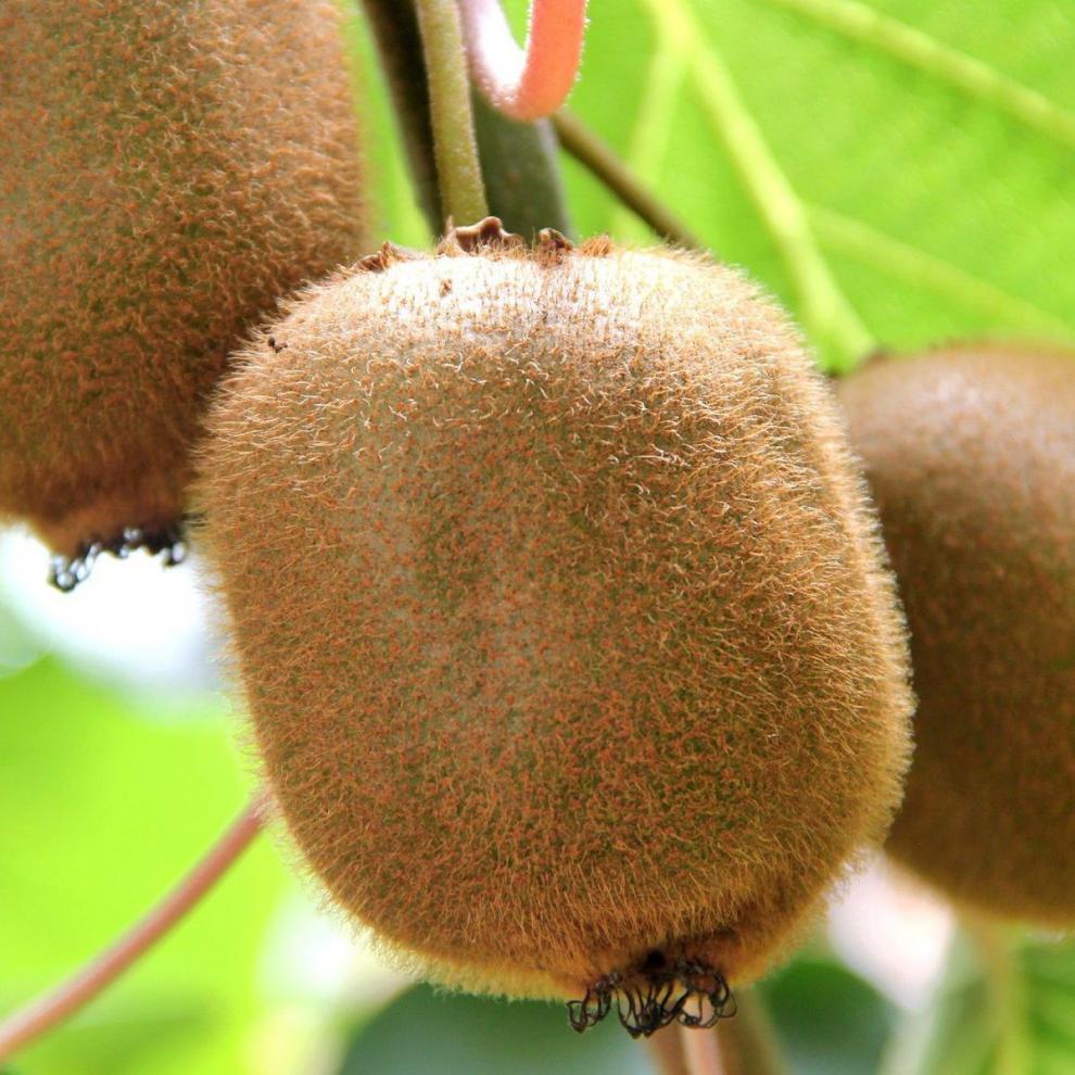 陕西绿心猕猴桃甜周至特产新鲜水果奇异果泥猴桃孕妇爱吃整箱批发5斤