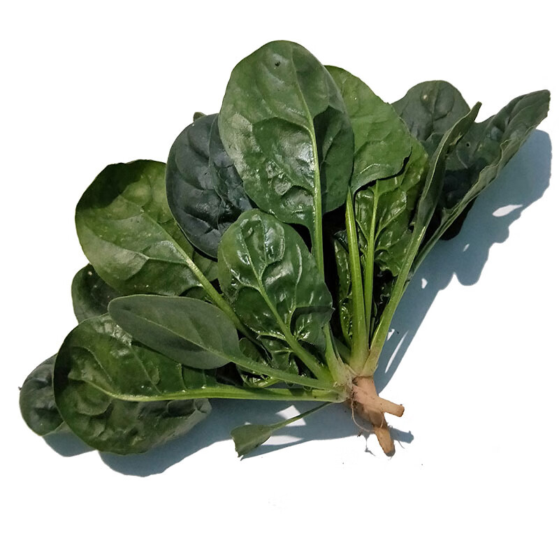 菠菜新鲜农家露天种植应季小蔬菜3斤大叶嫩青绿红根矮脚火锅食材生鲜
