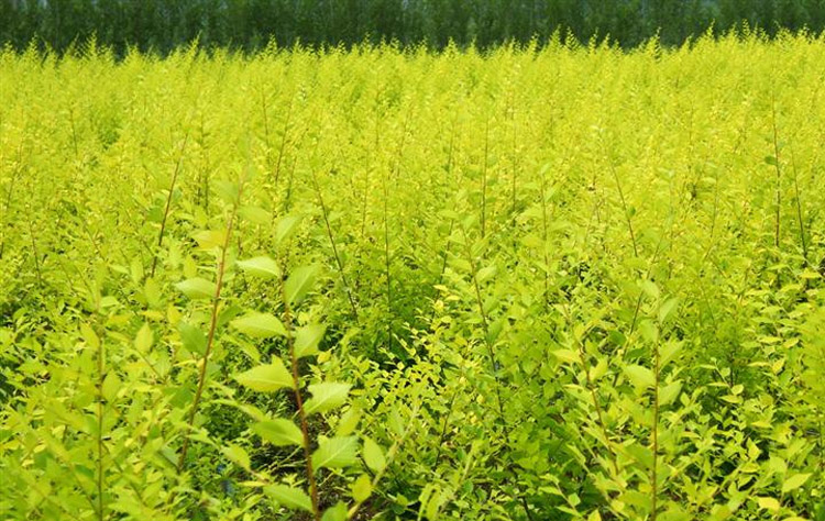 榆树苗基地直销金叶榆树苗黄金榆苗榆钱树中华金叶榆叶金黄色沐瑾1年