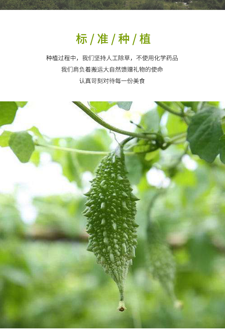 西双版纳特产泰国吃播多籽硬生吃小苦瓜青新鲜山苦瓜绿苦瓜赖葡萄酒店