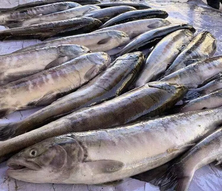 抚远洄游新鲜速冻马哈整条冷冻大鱼淡水鱼 6斤整条马哈鱼一条【图片