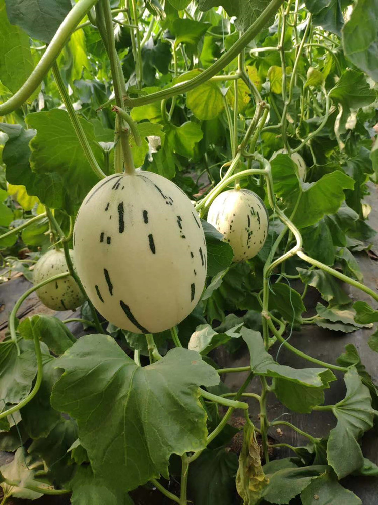 红豆(hodo) 艾枫 花竹恋 球艺 若绿 更多>>特性特征:  中早熟品种