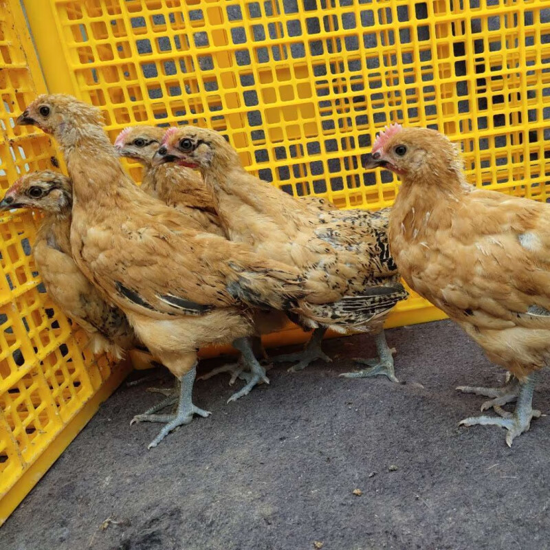 【京选推荐】小鸡活农村散养三黄鸡下蛋鸡小母鸡活土鸡半斤小鸡一斤