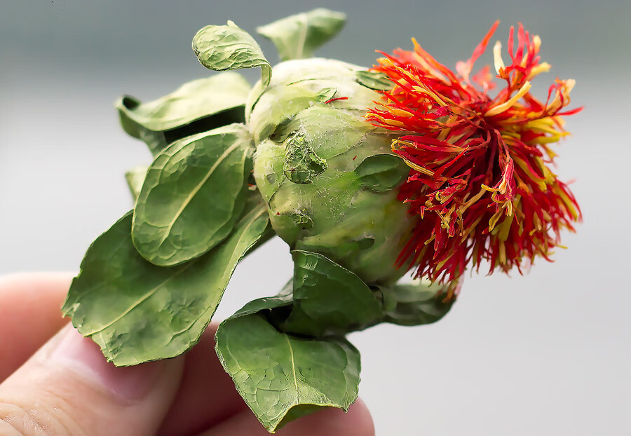西藏藏红花 整朵 500g 草 红花果泡水喝【图片 价格 品牌 报价】-京东