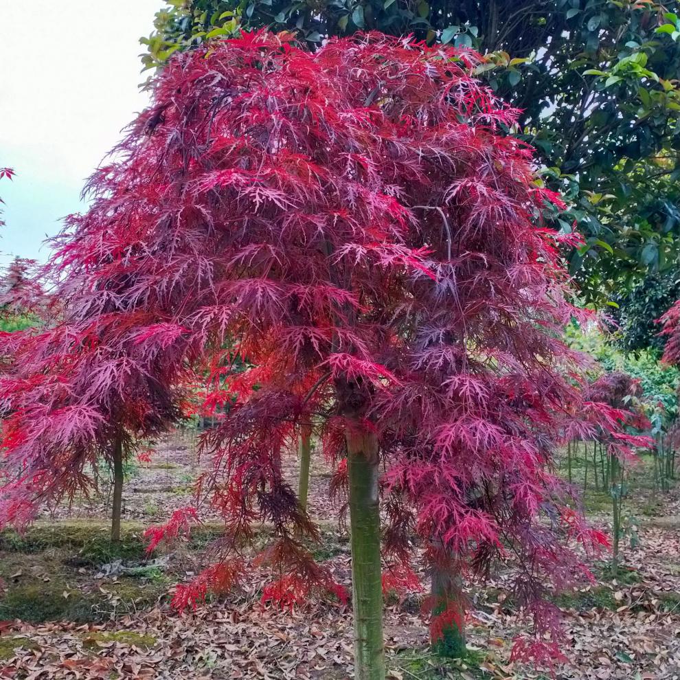 羽毛枫树苗 红枫苗庭院植物盆栽工程绿化青红叶嫁接苗木带土球木架