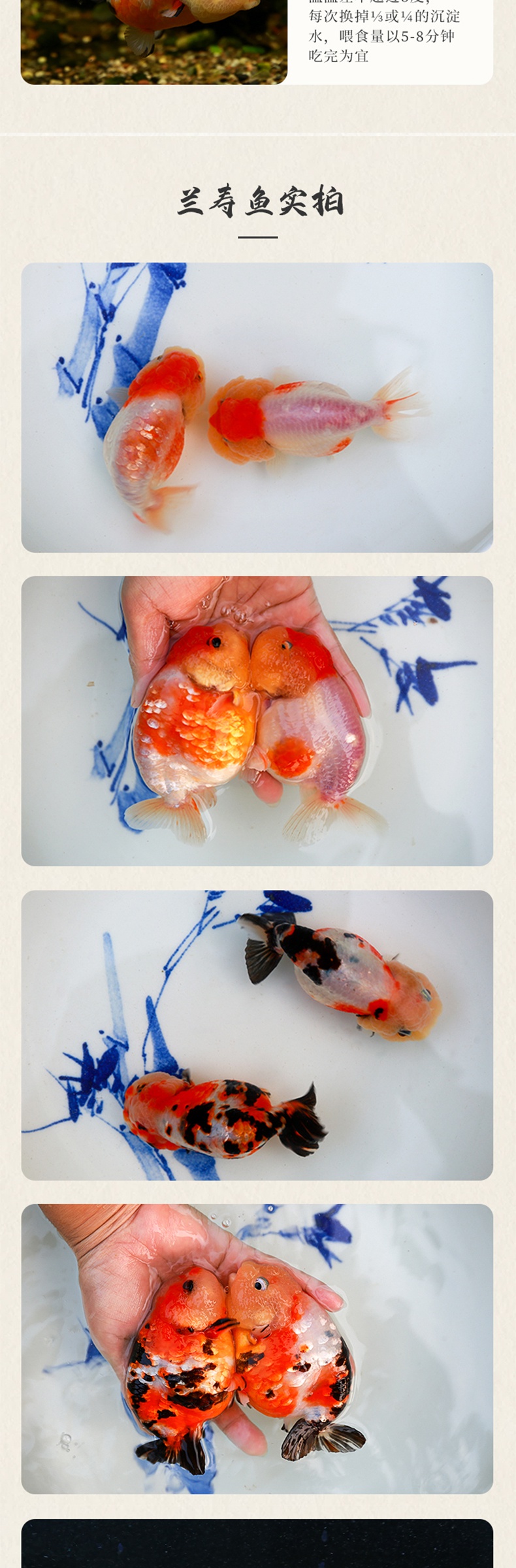 兰寿金鱼活体活物奶牛玉兔潘氏兰寿苗鱼淡水冷水观赏宠物鱼运输包活