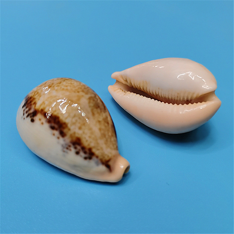 天然海螺贝壳稀有宝螺标本鱼缸水族造景装饰地中海家居收藏小摆件精致