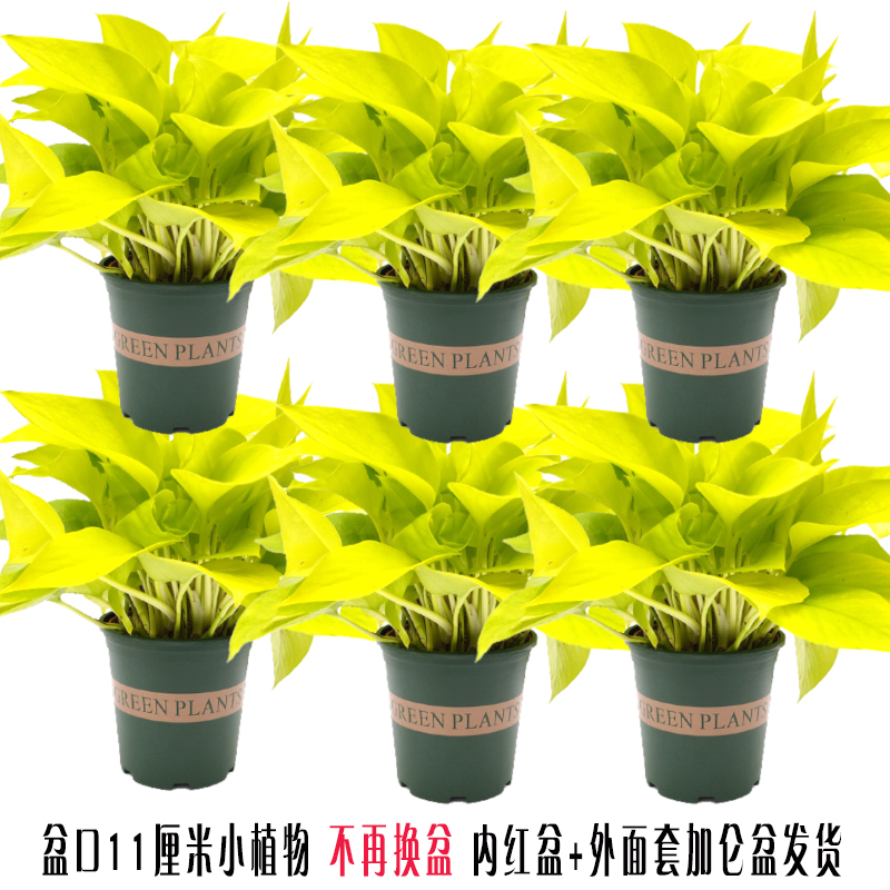 大叶黄金葛绿萝金叶盆栽除甲醛净化空气水培室内植物可长藤条绿植 18