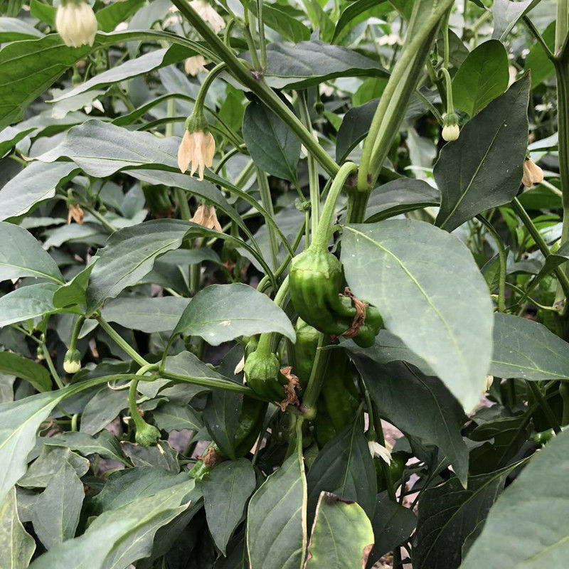 新鲜虎皮青椒135斤苏北农家自种薄皮青辣椒菜椒牛角椒时令新鲜蔬菜现