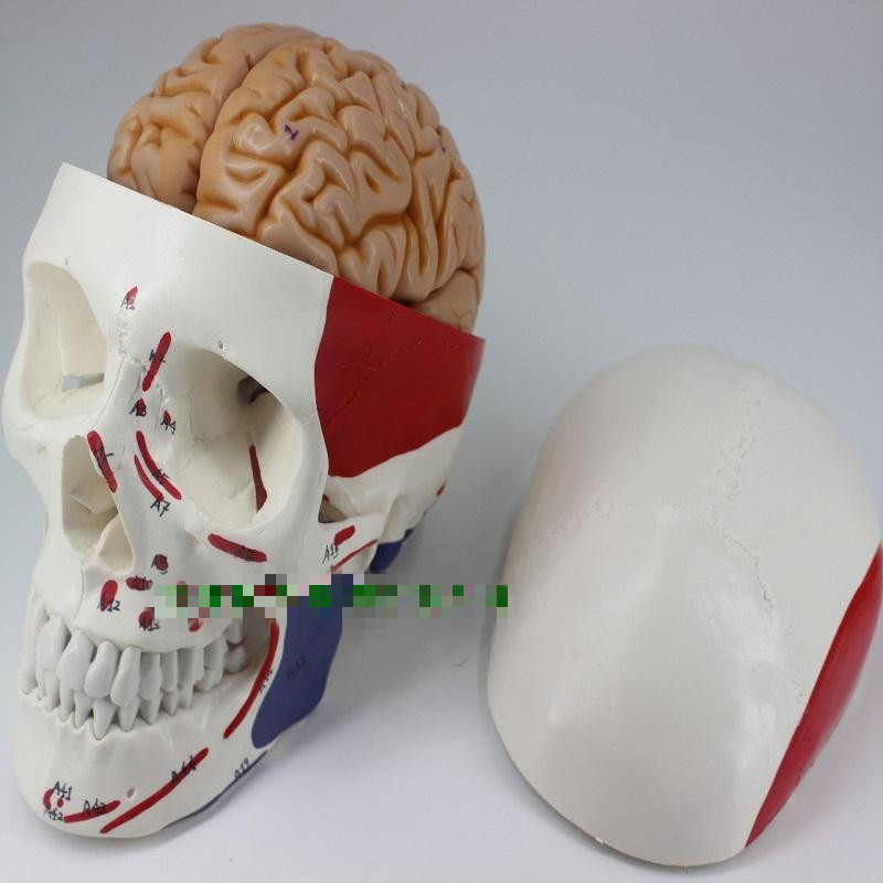 骷髏人模型成人一比一仿真人體頭骨模型頭顱骨解剖數字編碼標識骷髏