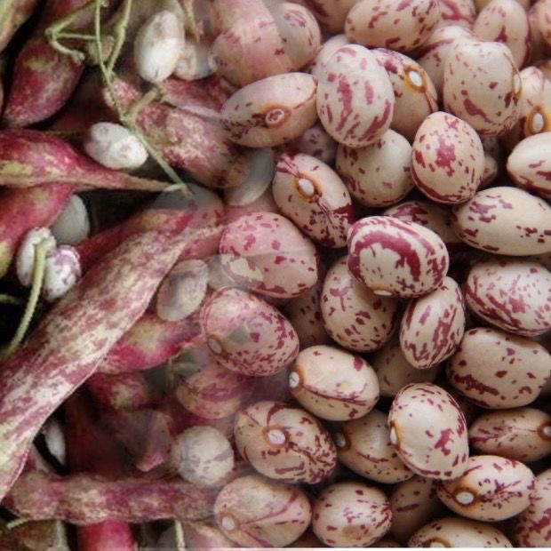 呛仓新品雀蛋豆新货贵州特产大雀蛋豆贵州花生豆豆类奶花豆杂粮新豆子