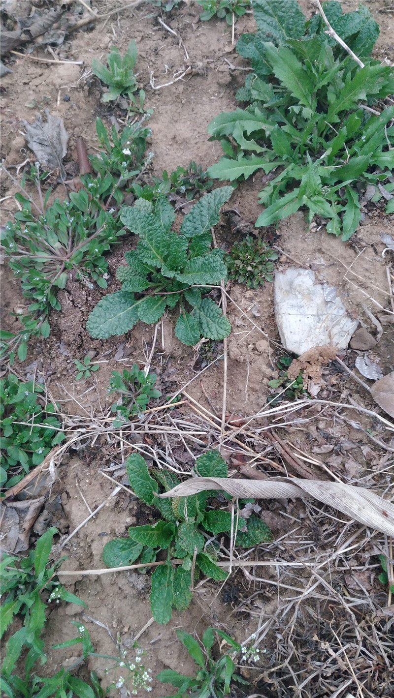 蛤蟆草癞蛤蟆菜蟾蜍草蛤蟆皮棵草荔枝草皱皮草雪见草500g