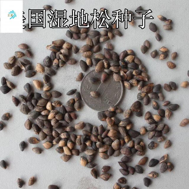 松树种子油松白皮松雪松种子华山松黑松罗汉松马尾松湿地松种子樟子松