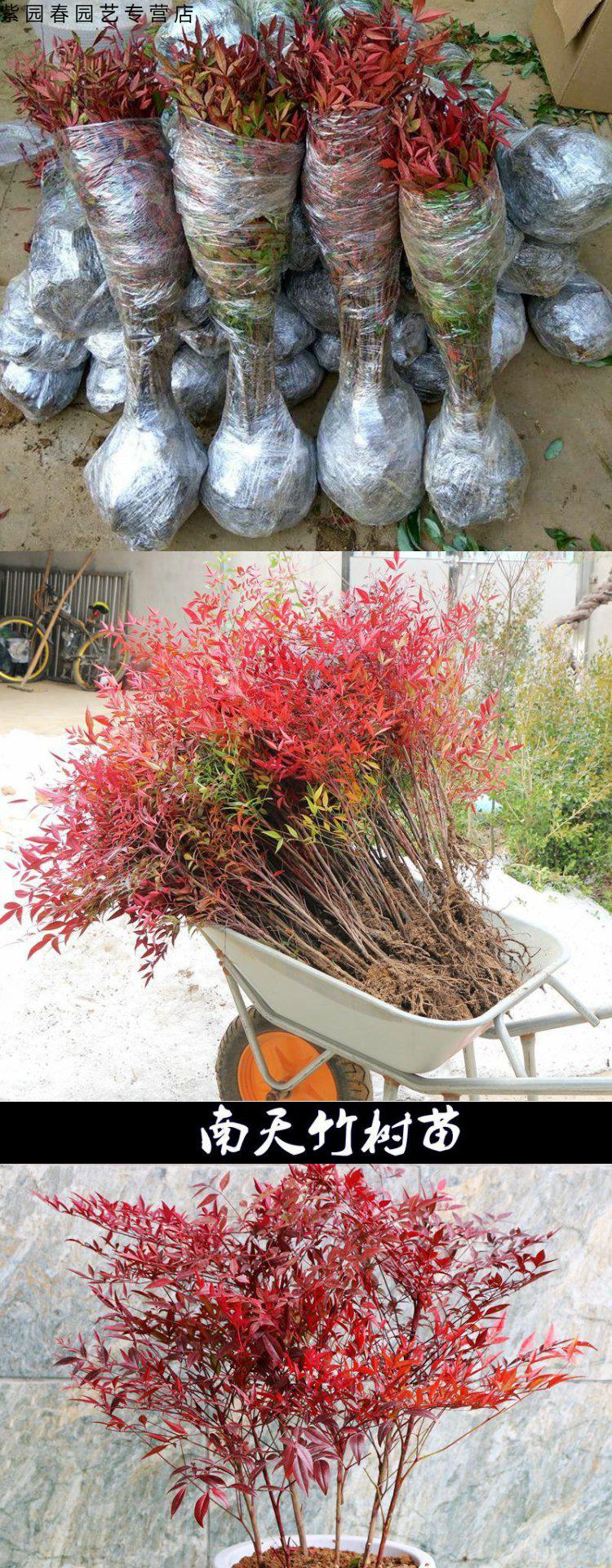园艺南天竹盆栽小苗火焰红南天竹红天竹苗耐寒观叶花卉植物阳台花园花