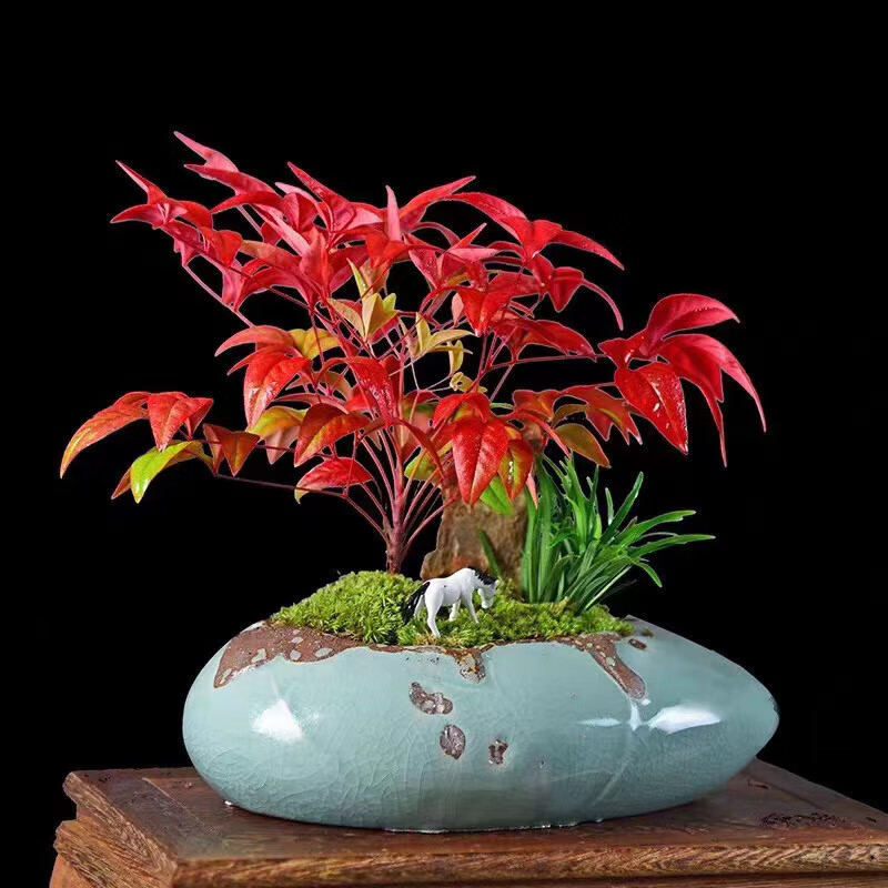 火焰南天竹冬天里的红火焰南天竹盆景耐寒可露天越冬火焰南天竹2加大