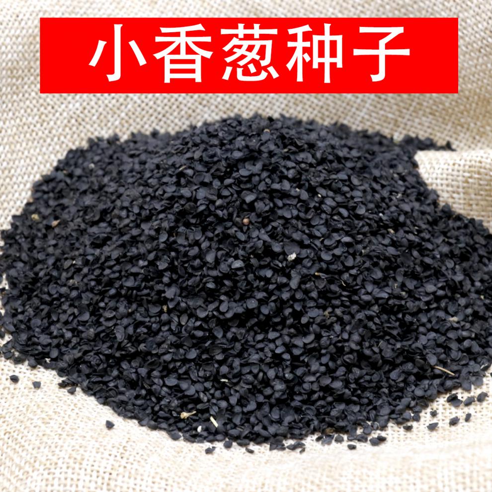 农乐种业四季小香葱种子上海小葱籽本地白根小葱种籽味香散装 半斤