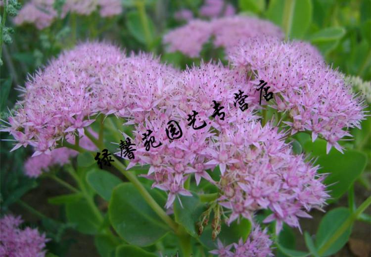 八宝景天华丽景天长药八宝大叶景天三七对叶景天多肉花卉种苗 5棵 不