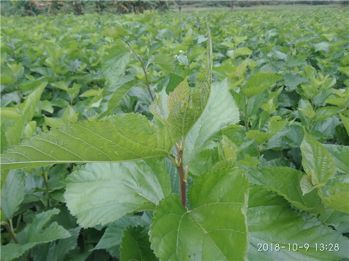 新鲜桑叶现摘北京蚕宝宝饲料学生养蚕小蚕食用鲜嫩桑树叶500g 鲜桑叶