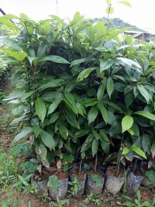 四川金丝楠木苗正宗金丝楠苗小叶桢楠树苗金丝楠木苗楠木树苗桢楠