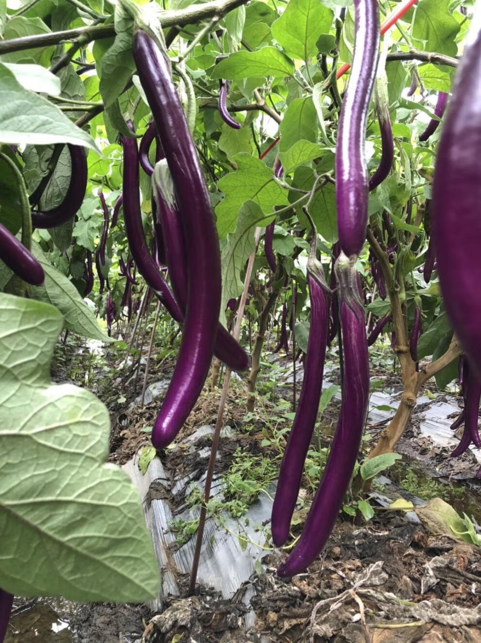 杭茄一号长茄蔬菜,紫长线茄,茄瓜,精品线茄子,圆