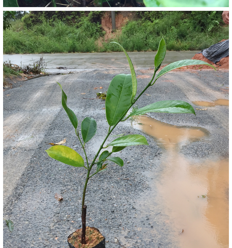 泰国榴莲苗树苗嫁接南方种植当年结果越南榴莲蜜树苗带土带叶 1年苗