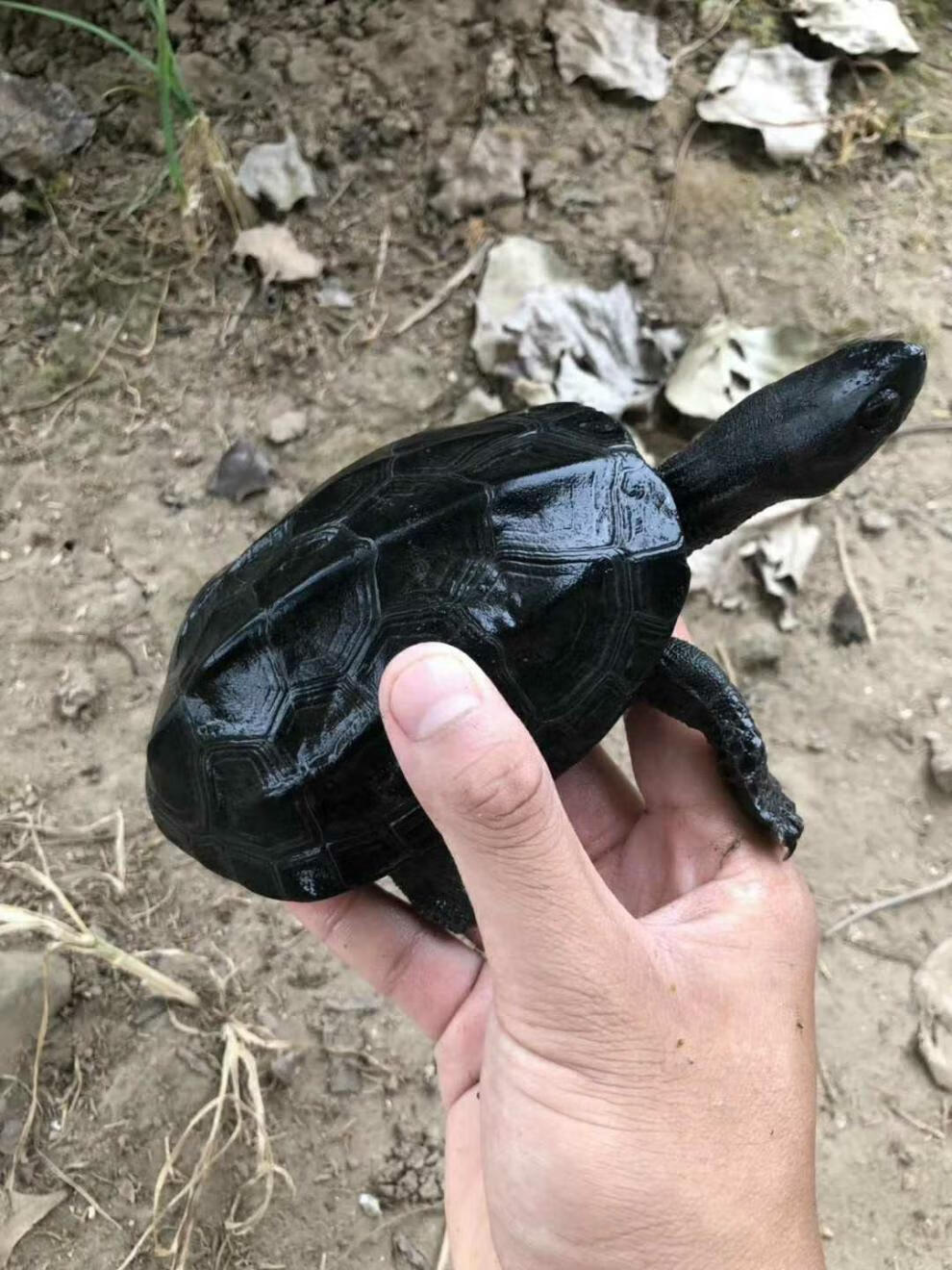 外塘黑腹墨龟苗活体全黑小乌龟中华草龟苗镇宅风水长寿顶墨苗 顶墨