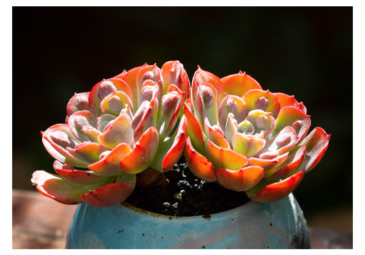 雨滴群生老桩多肉植物精品阳台四季盆栽萌肉肉云南多肉 雨滴双头老桩