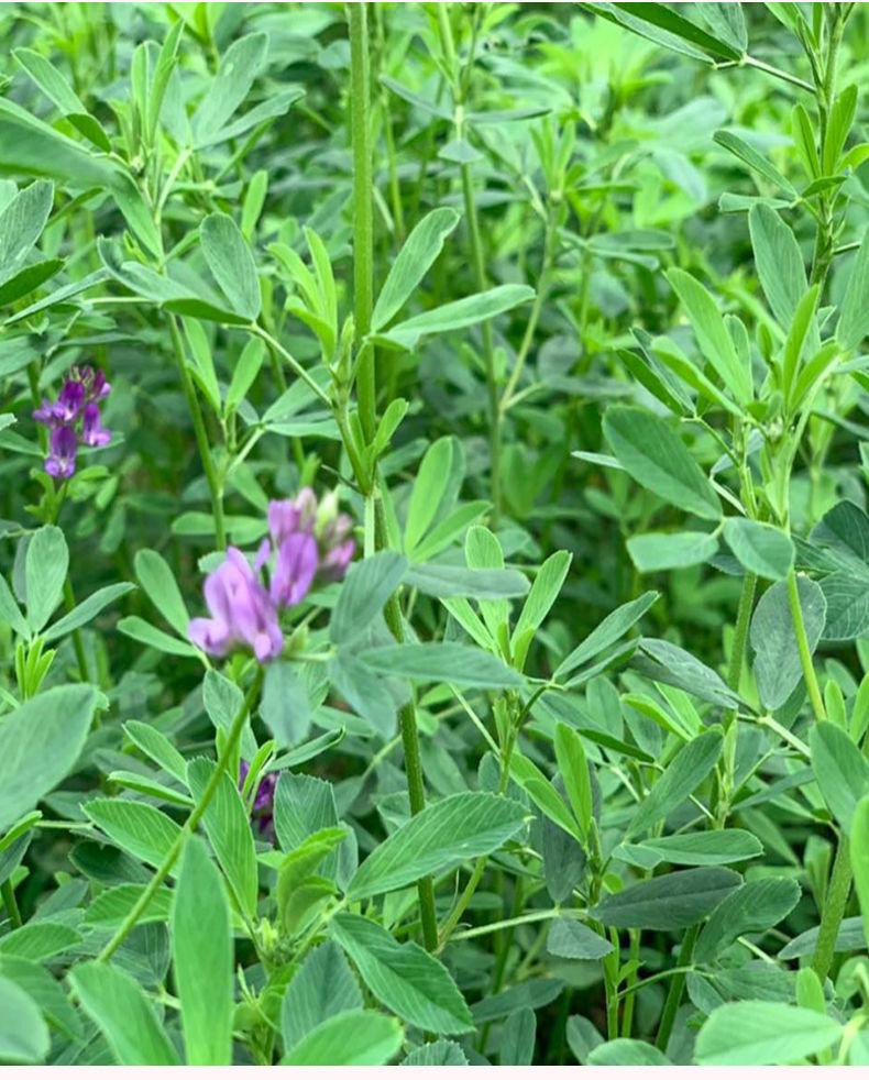 紫花苜蓿牧草幼苗图片图片