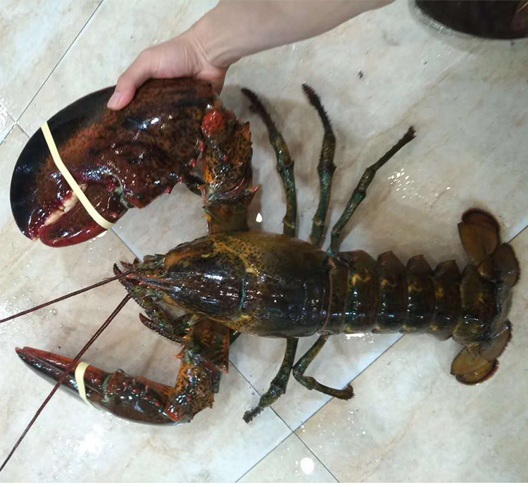 棠鲜生波士顿龙虾海鲜水产大龙虾9斤左右