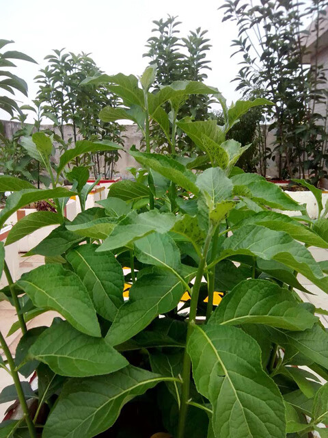 南非叶干叶树苗将军叶鲜叶特级干叶2包共40克