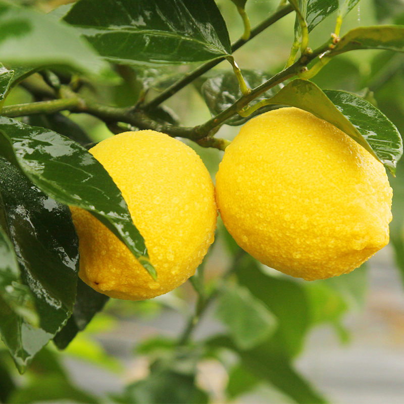 轻恋 四川黄柠檬 新鲜大果柠檬2斤装 生鲜水果【图片 价格 品牌 报价