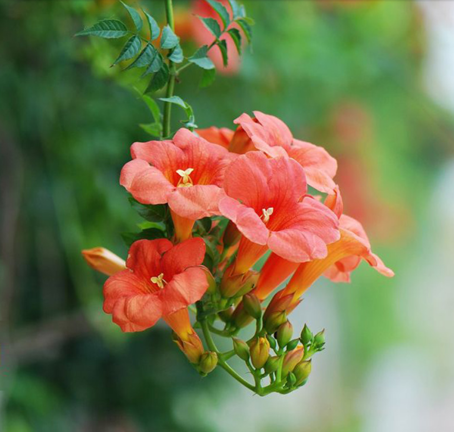 美国凌霄花苗庭院攀援爬藤阳台植物盆栽地栽花苗绿植喇叭花易成活 2