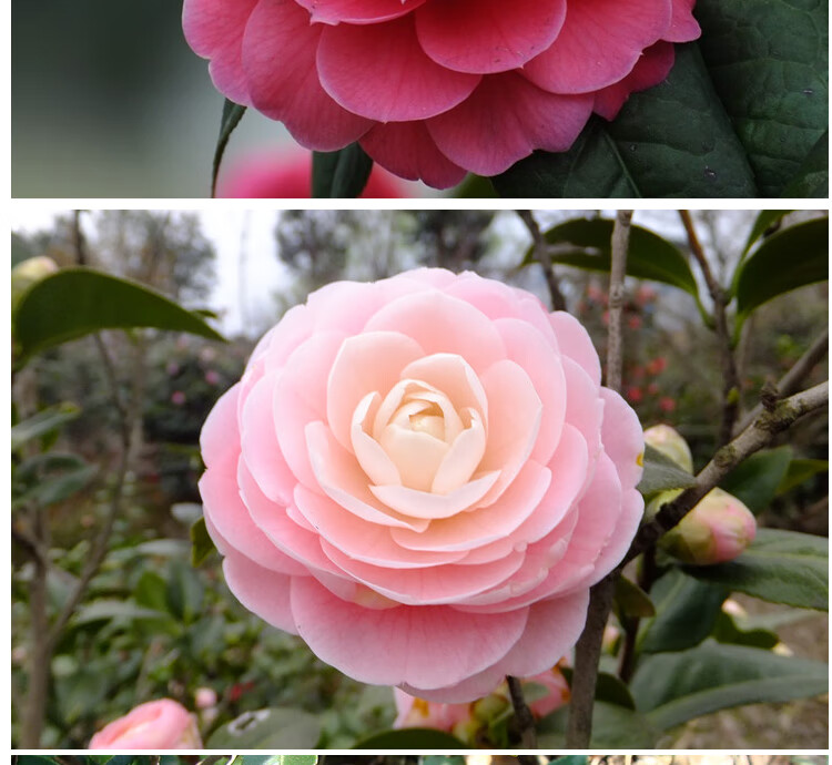 埃及艳后4年【原土发货】 不含盆