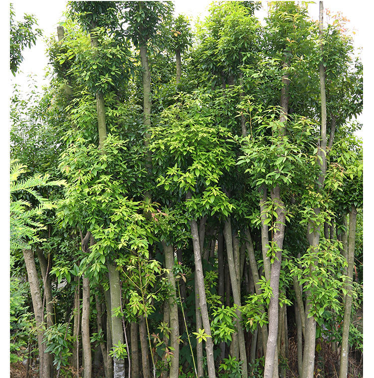 正宗金丝楠木树苗四川南北方名贵树苗大苗小叶桢楠绿植庭院盆栽金丝楠