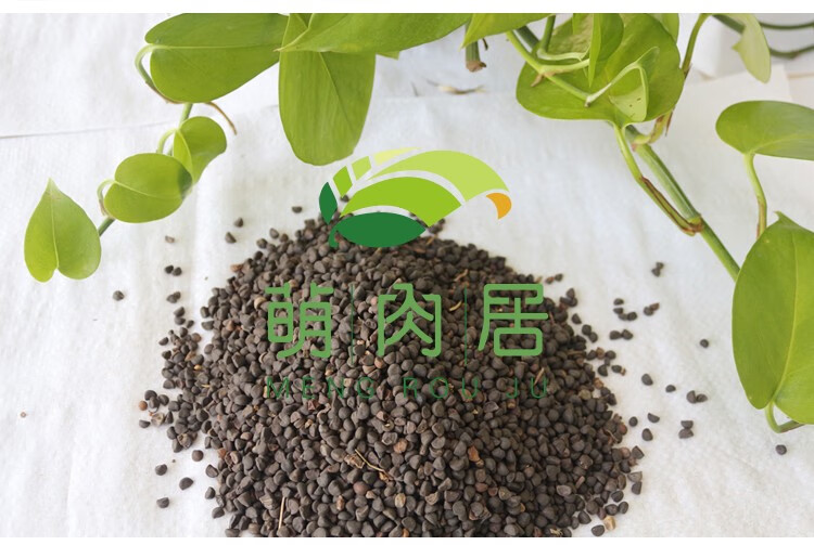 花嘟嘟 牵牛花种子 混色 爬藤绿植阳台庭院种植喇叭花籽易种 大牵牛花