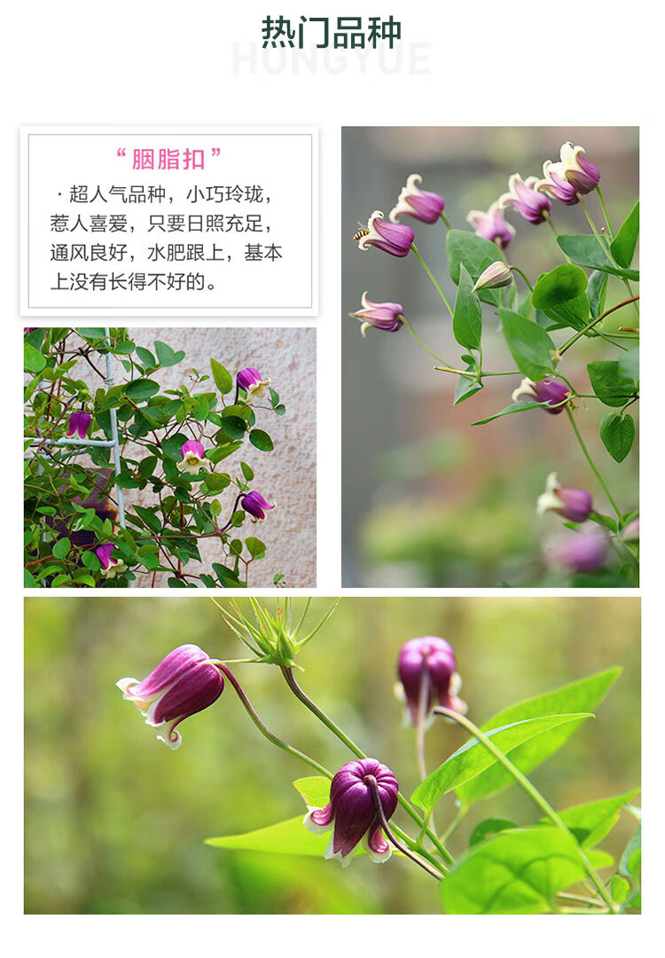 【夏日风铃】铁线莲花苗爬藤铃铛/德克萨斯型花卉植物胭脂扣王梦