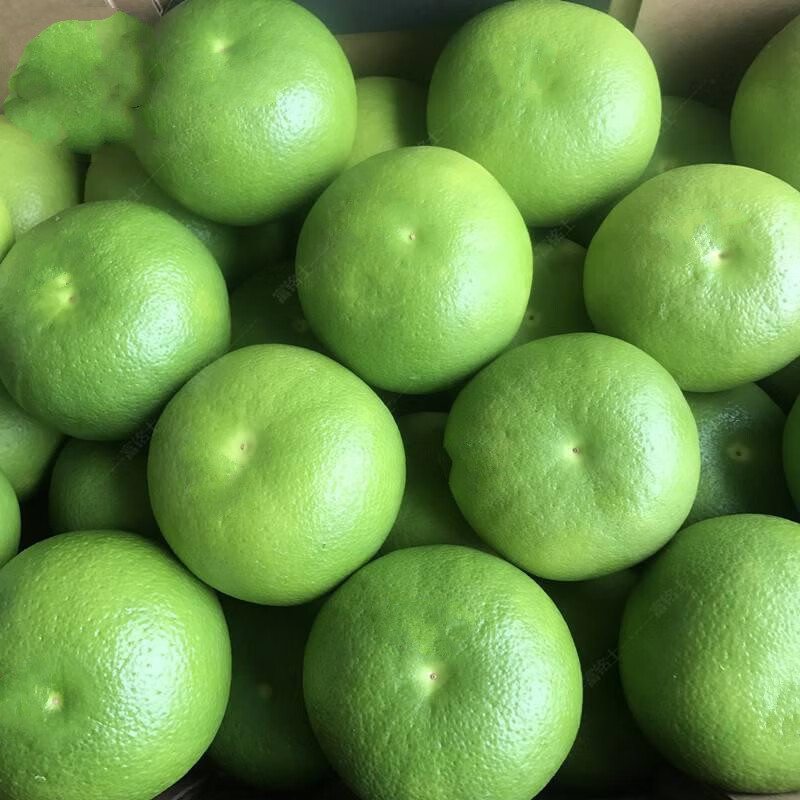 青柚青皮柚子蜜柚新鲜柚子水果清甜微苦爆汁 6个