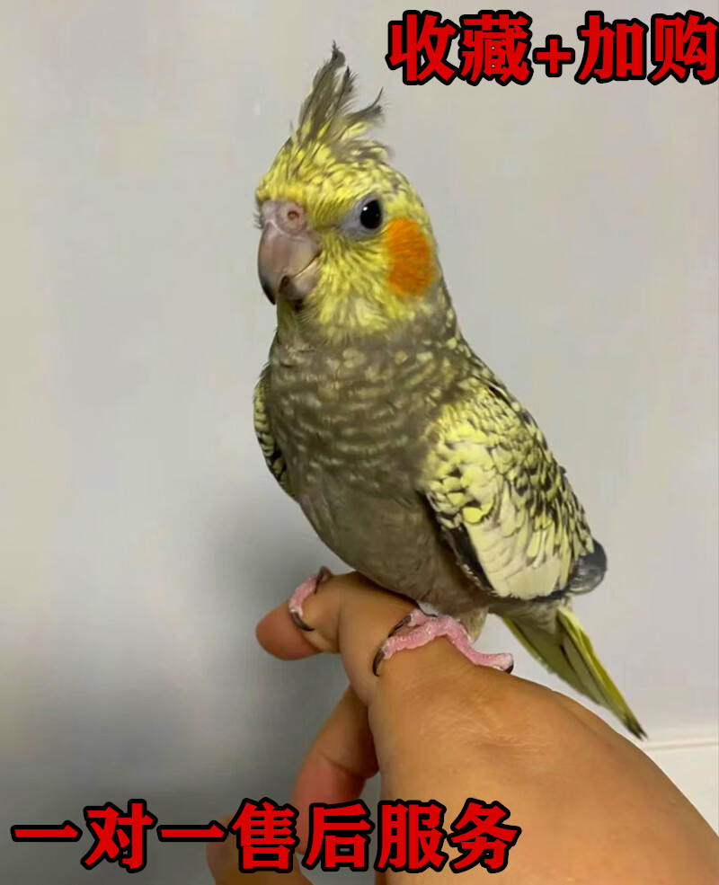 玄凤鹦鹉活鸟手养鹦鹉活体宠物雏鸟黄化幼鸟派特一对繁殖说话唱歌