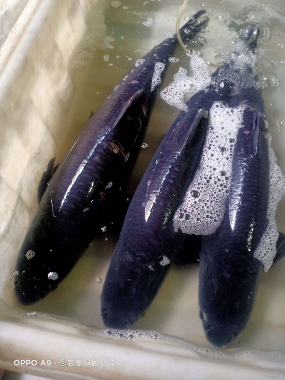 【jd推荐】农家新鲜打捞螺丝混鱼6青混鱼黑混子鲜味美 活体现杀6斤