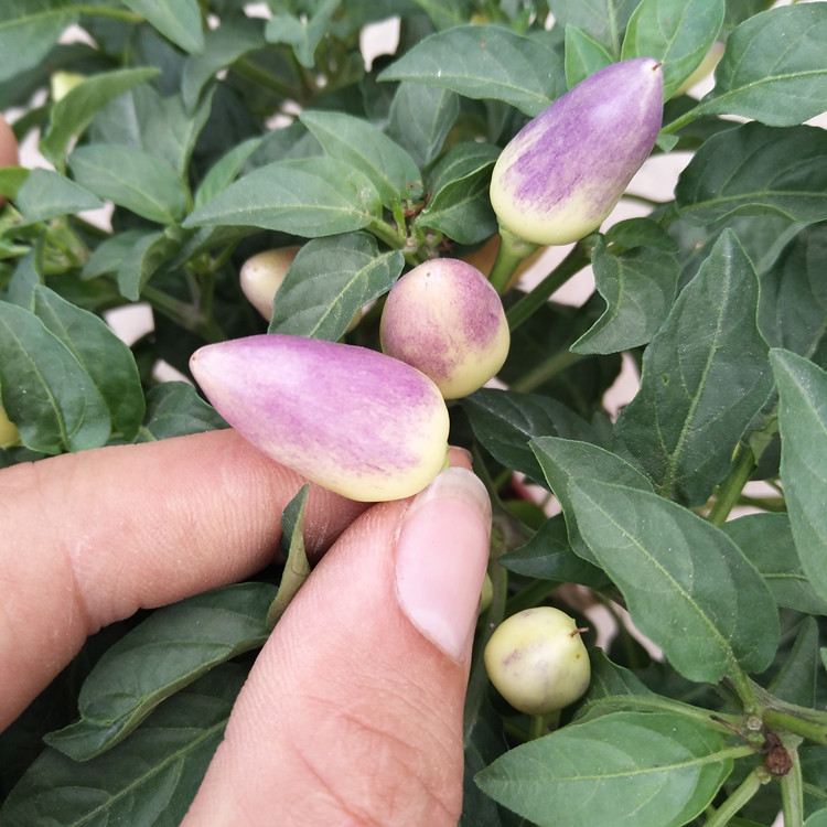 五彩椒朝天椒蘋果椒七彩椒盆栽食用觀賞辣椒苗陽臺庭院綠植物黃色小