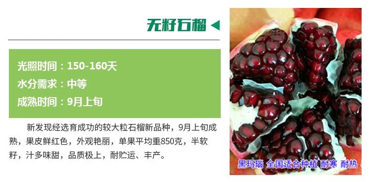 石榴树苗能长多高