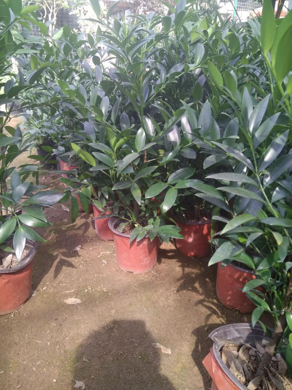 竹柏树苗平安庭院种植室内植物行道树苗四季长青绿化苗木耐寒植物5060