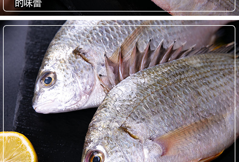 姬美食尚深海黄翅鱼 新鲜黄刺鱼 鲷鱼海鲜水产海鱼鲜活冷冻 2斤 (约3