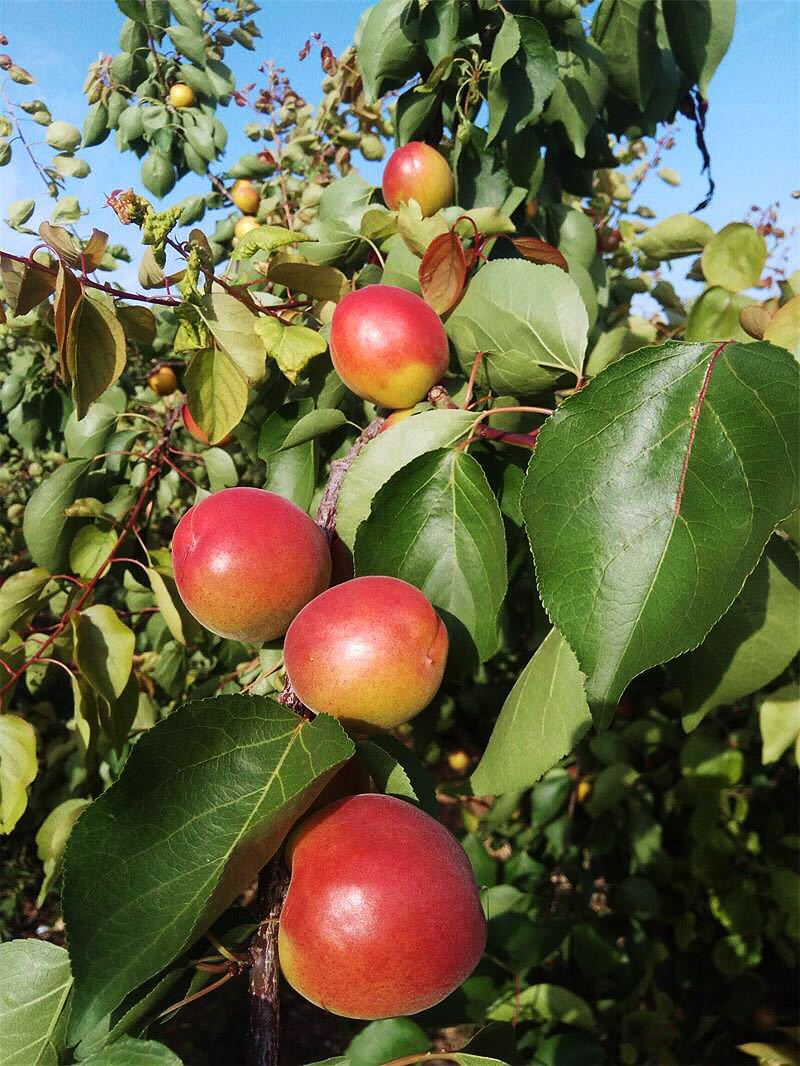 河北头茬大红杏 当季新鲜杏子水果酸甜可口杏子蜜杏 孕.