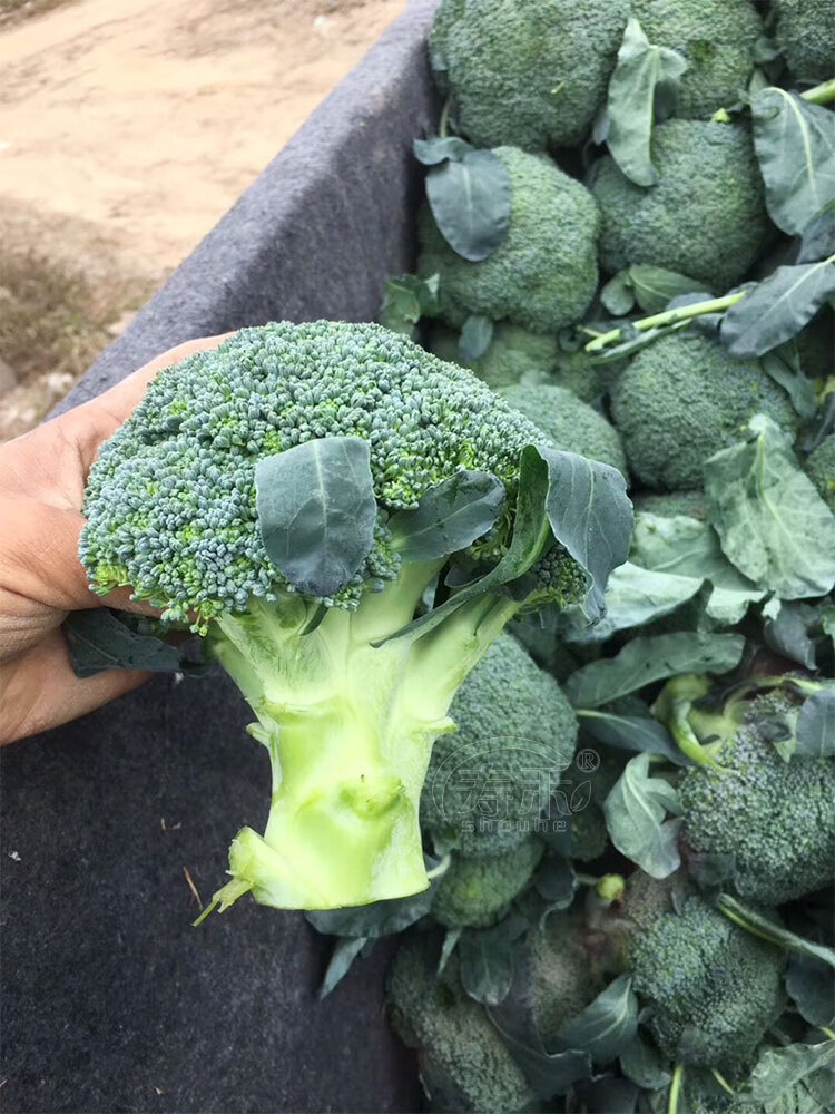 西兰花种籽蔬菜种籽西兰花种子菜花四季花菜有机孑花苗西蓝花秋季 西