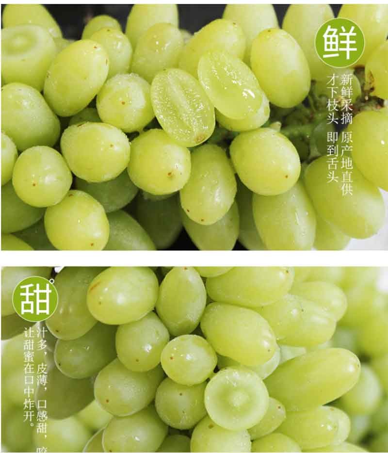 媚调新疆无核白葡萄 吐鲁番青葡萄绿珍珠无籽小青提 生鲜水果 2斤