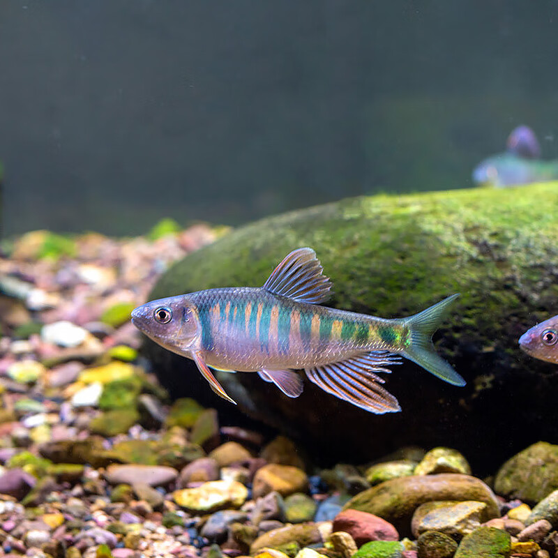 萌萌哒长鳍鱲原生鱼宽鳍鱲溪哥马口桃花鱼小型鱼溪流鱼群游冷水鱼活体