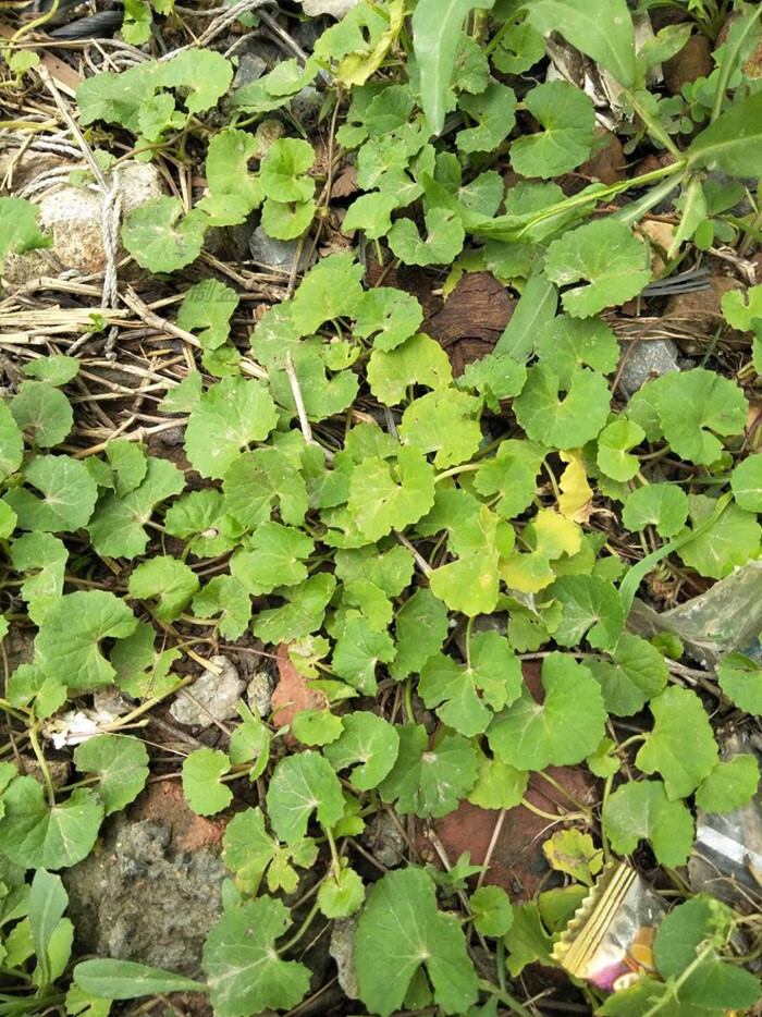 qcdd野生雷公根种子 灯崩大碗苗种子 盏菜新鲜 积雪草种子 野生崩大