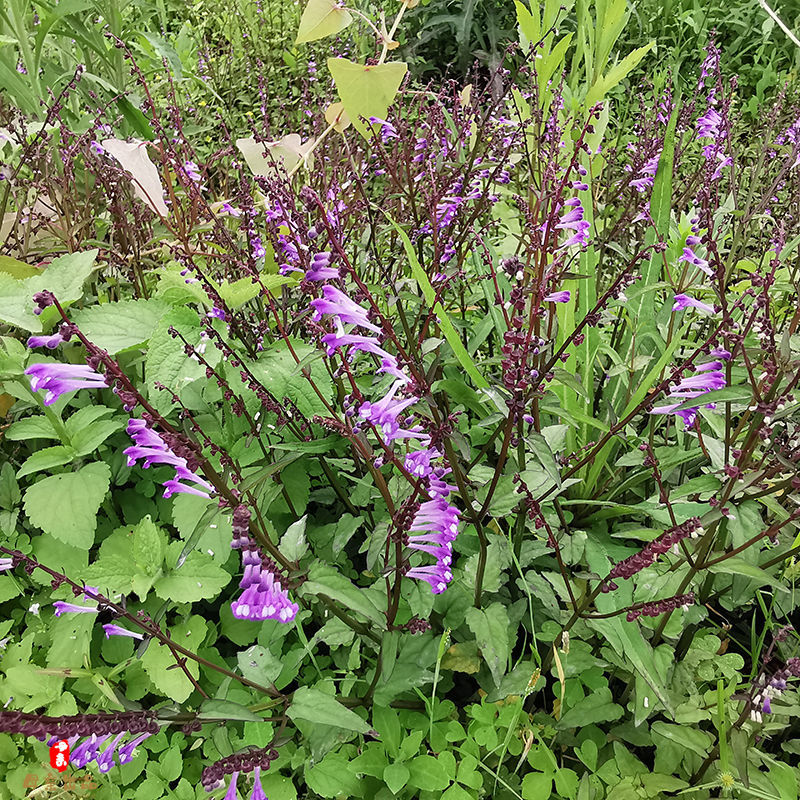 半枝莲中材新货新鲜白花蛇舌草新货半枝莲半斤赠半斤实发1斤