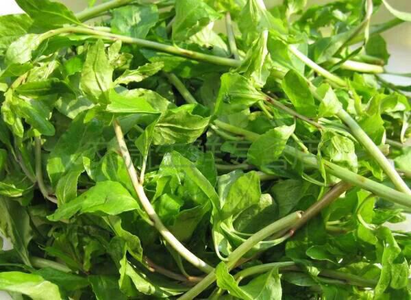 枸杞头新鲜蔬菜春季应季蔬菜枸杞芽枸杞叶坏单包赔 2斤【图片 价格